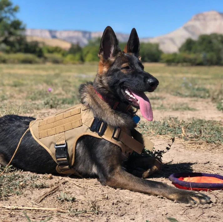 Bricegis™– Heavy-Duty Tactical Dog Harness with Handle