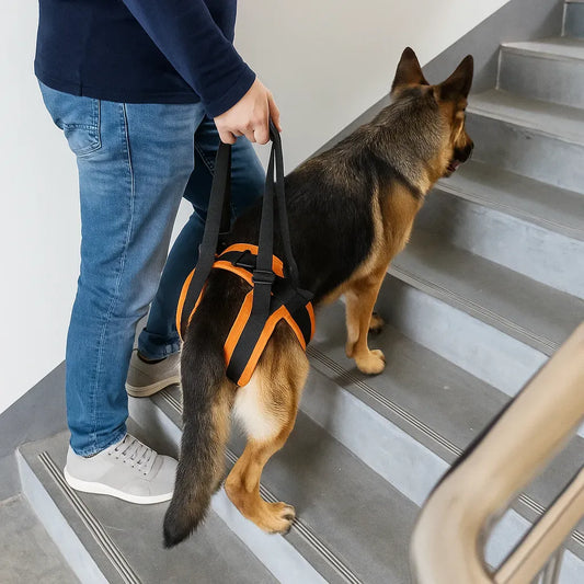 Liftora – Padded Dog Rear Support Harness for Mobility Assistance