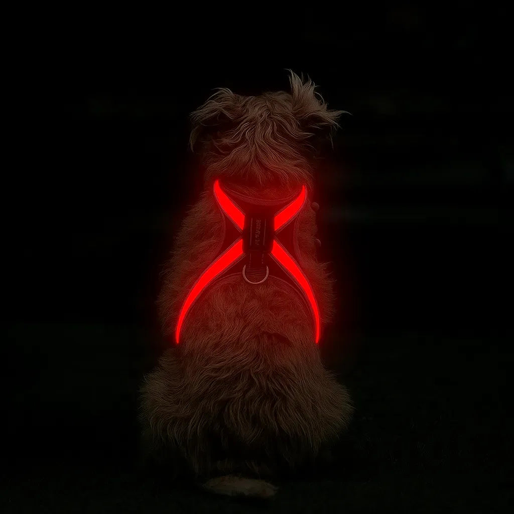 LumiPaw – Rechargeable Multicolour LED Dog Harness